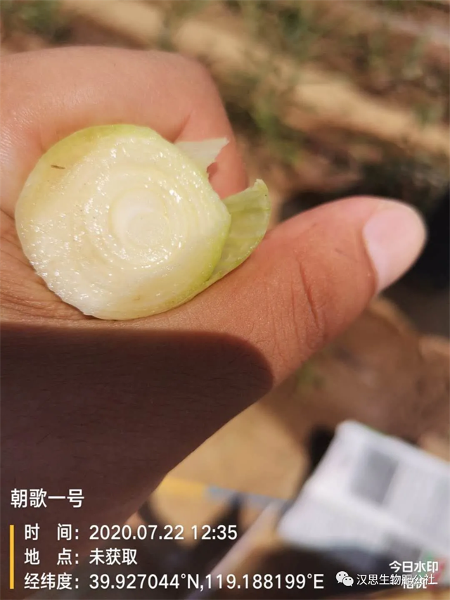 大蔥售價高1毛，每畝增產(chǎn)30%，憑啥？