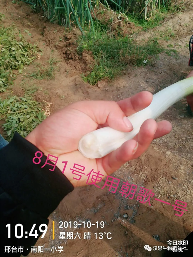 大蔥售價高1毛，每畝增產(chǎn)30%，憑啥？
