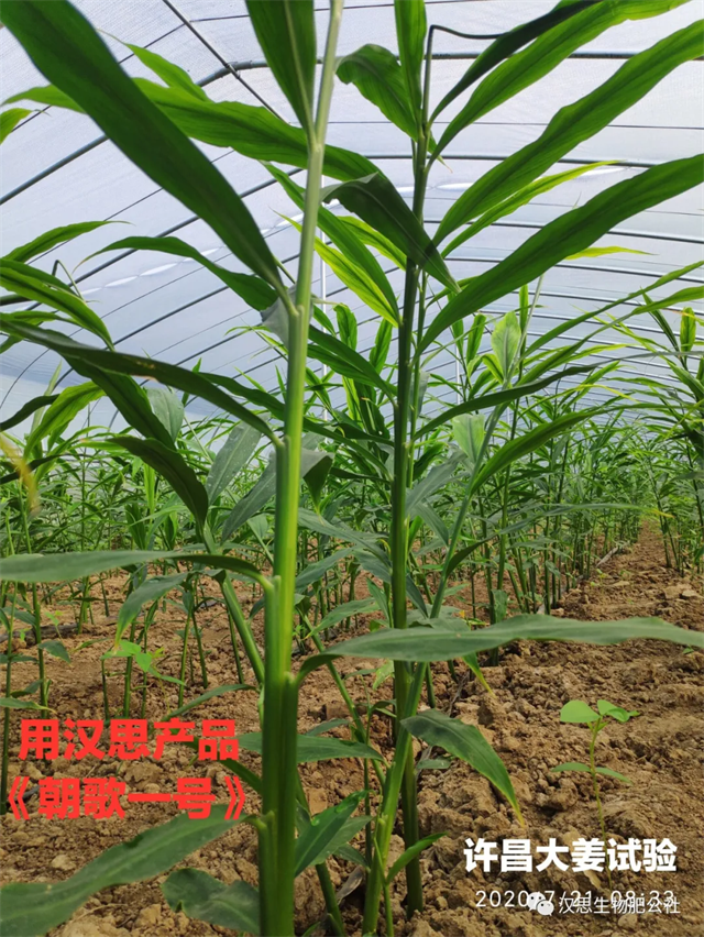 大蔥售價高1毛，每畝增產(chǎn)30%，憑啥？