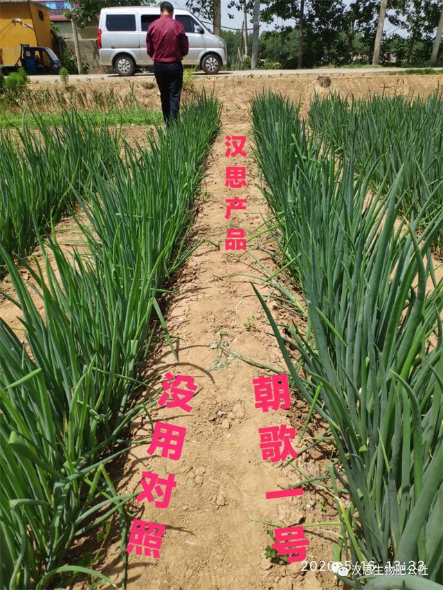 大蔥售價高1毛，每畝增產(chǎn)30%，憑啥？