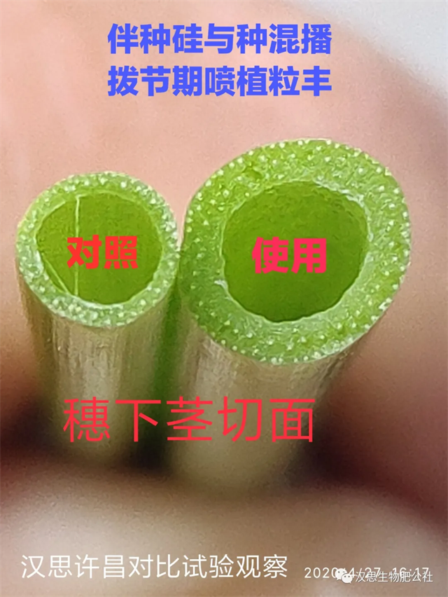 當(dāng)磷酸二氫鉀遇上氨基酸水溶肥，“黃金搭檔”增產(chǎn)很輕松產(chǎn)很輕松
