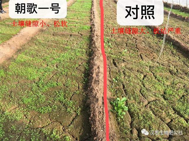 意外驚喜，《朝歌一號(hào)》不光解決西紅柿陰陽(yáng)臉，還能能讓土壤踩上去軟軟的！