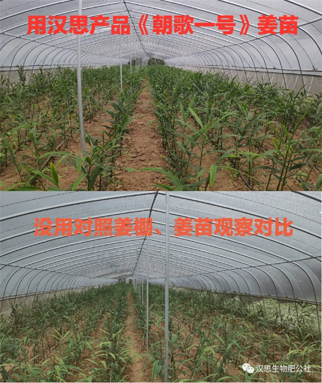 大蔥售價高1毛，每畝增產(chǎn)30%，憑啥？